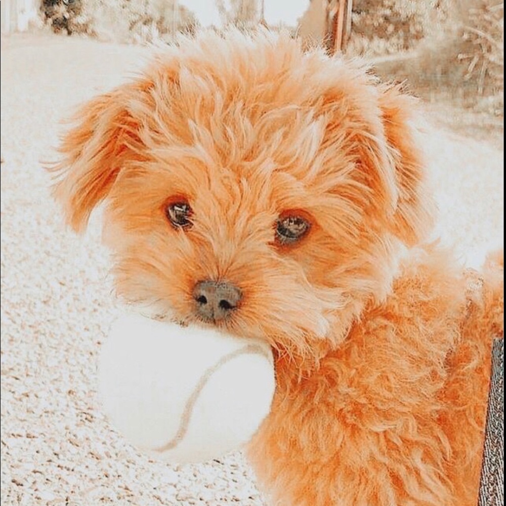 Meet your Posher, Melanie